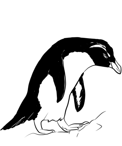 Fiordland Penguin Coloring Page